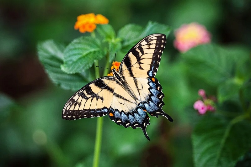 Butterfly World